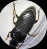 Harpalus tardus